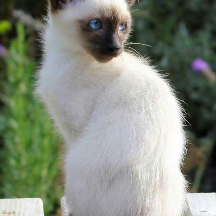 Mengenal Siamese, Kucing Eksotis dari Thailand