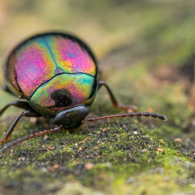 Mengenal Darkling Beetle: Kumbang yang Terkenal dengan Kemampuan Bertahan di Lingkungan Kering