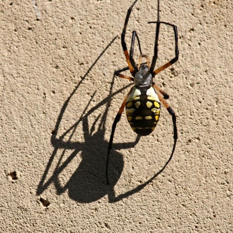 Menelusuri keindahan Alam dengan Golden Orb-Weaver Spider