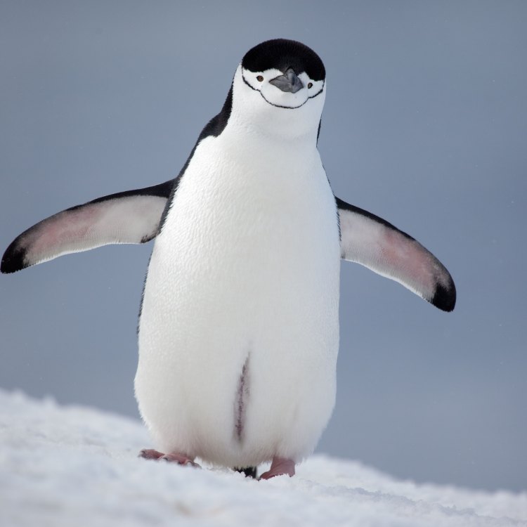 The Fascinating Chinstrap Penguin: A Unique Bird of Antarctica