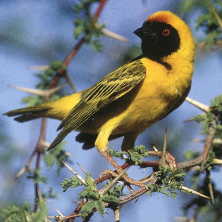 Menjelajahi Kecantikan dan Keunikan Weaver Bird