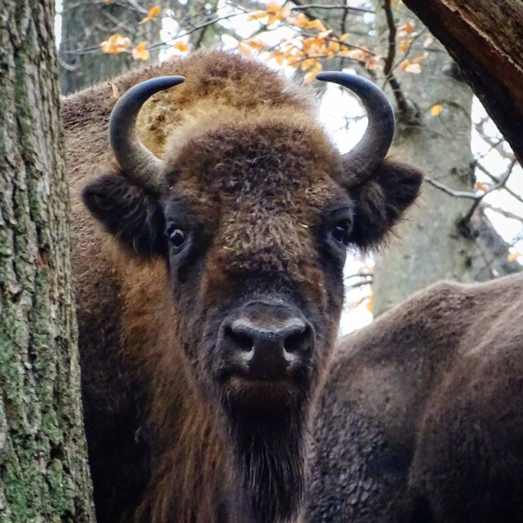Wood Bison: Hewan Rawest Benua Utara yang Besar, Gagah, dan Mengagumkan
