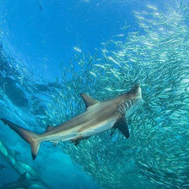 Mengenal Bronze Whaler Shark, Predator Mematikan di Perairan Laut
