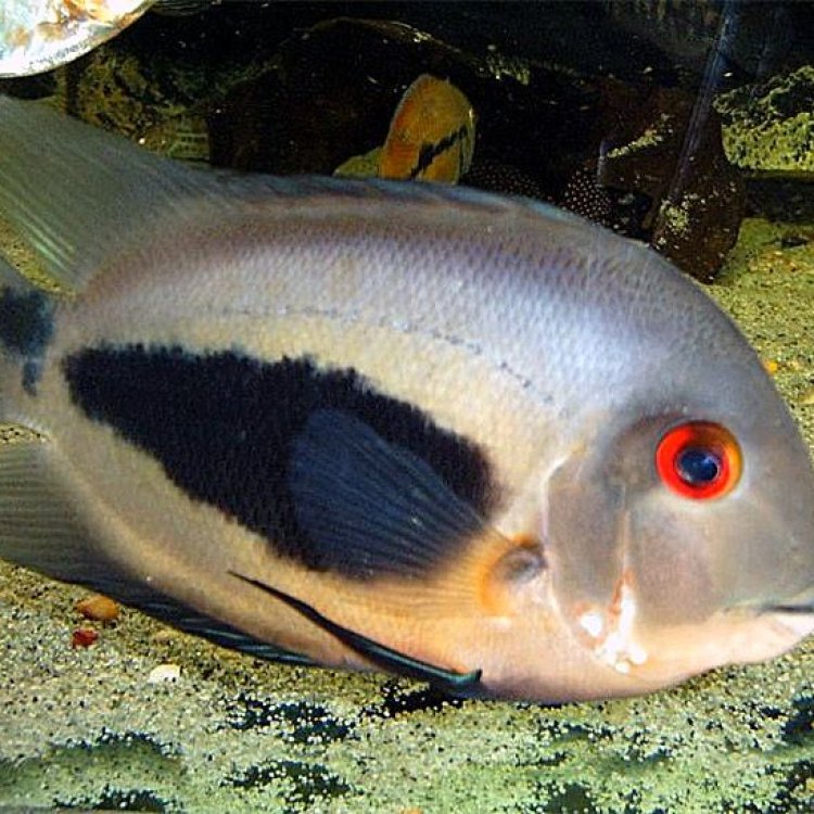 Uaru Cichlid: Ikan Ajaib Berwajah Cantik dari Amazon