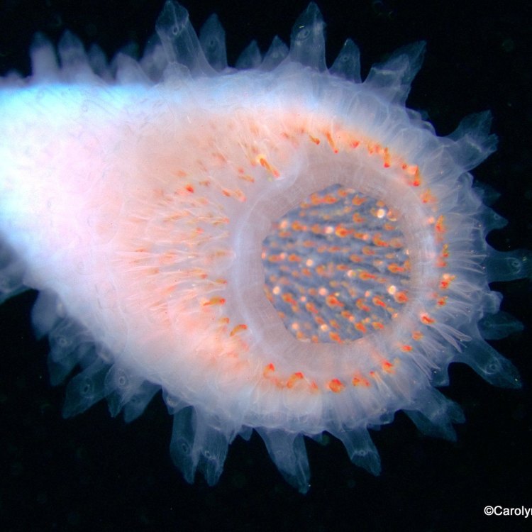 Pyrosome: Hewan Laut Ajaib yang Membuat Hati Terpukau