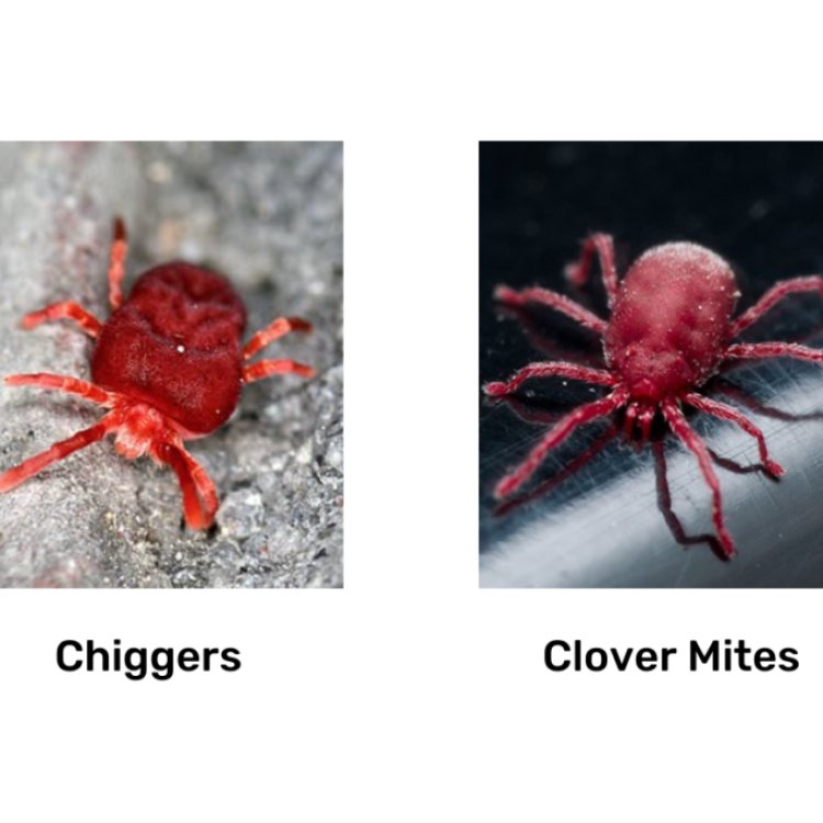 Inilah Chigger, Para Ektoparasit di Dunia Hewan