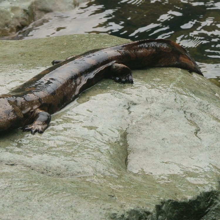 Mengenal Giant Salamander, Amfibi Raksasa dari Asia