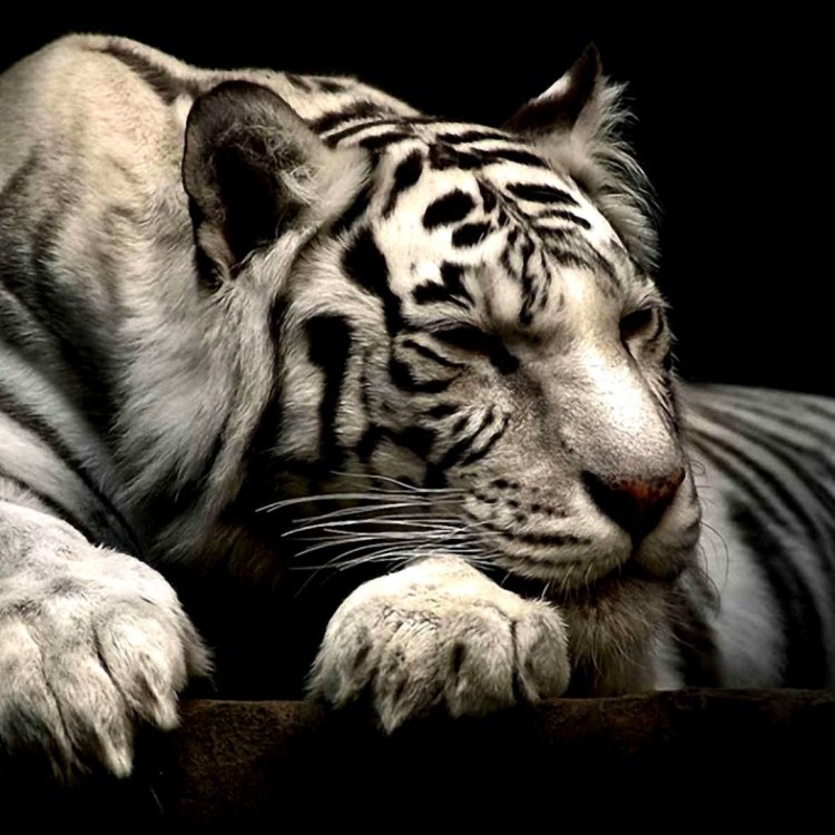 White Tiger: Keindahan dalam Keanggunan