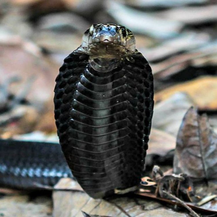 Equatorial Spitting Cobra: Ular Cobra yang Berbahaya dan Menyeramkan di Hutan Hujan Tropis Asia Tenggara