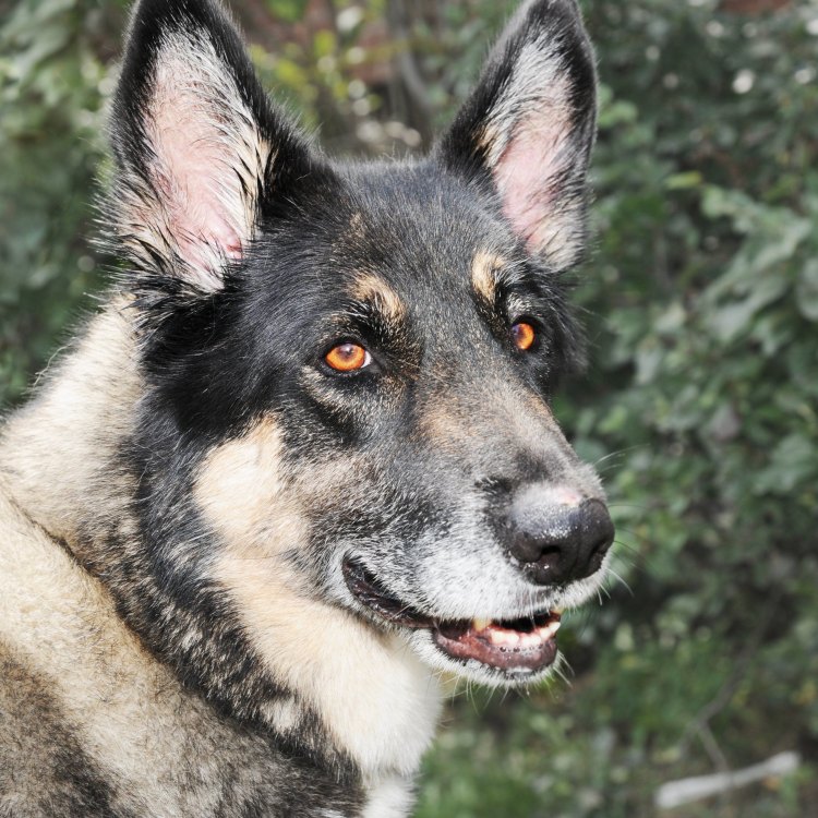 Akita Shepherd: Anjing Kuat dan Setia dari Akita, Jepang