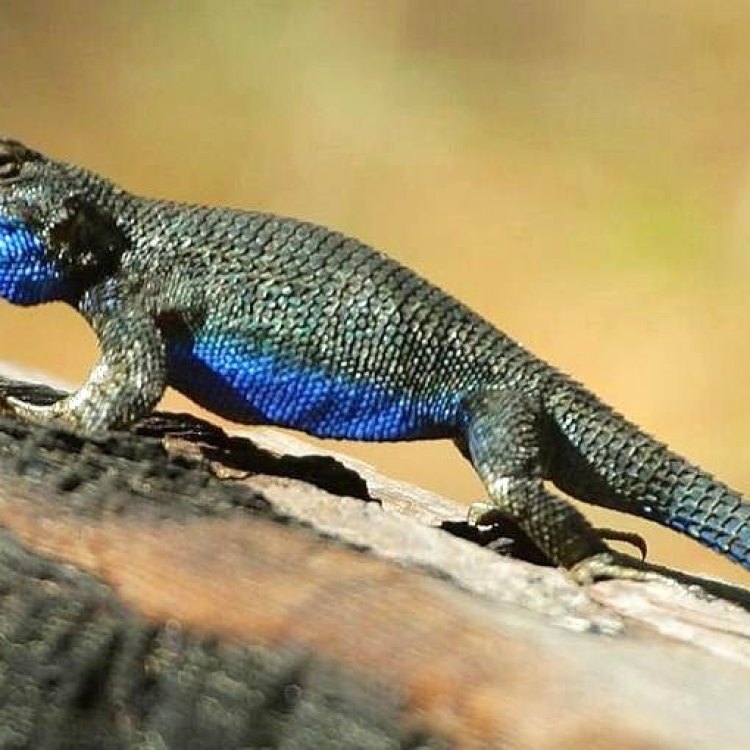 Mengagumi Kecantikan Blue Belly Lizard dari Amerika Barat