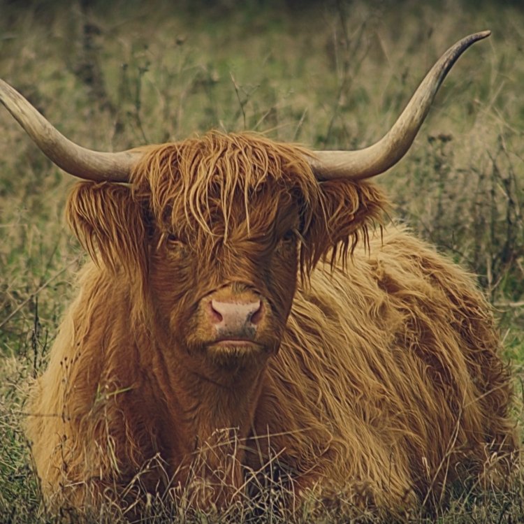 The Majestic Cattle of the Highlands: Highland Cattle
