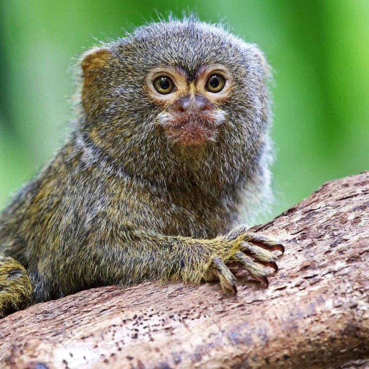 Cerita Menarik tentang Pygmy Marmoset, Primata Terkecil di Dunia