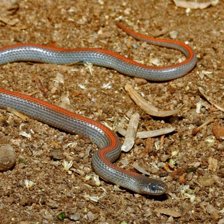 Ground Snake: Hewan yang Dilahirkan di Gurun yang Berhati Dingin