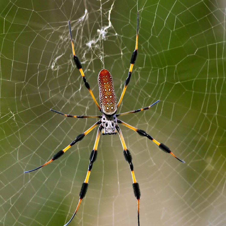 Banana Spider: Perpaduan Memukau Antara Cantik dan Mematikan