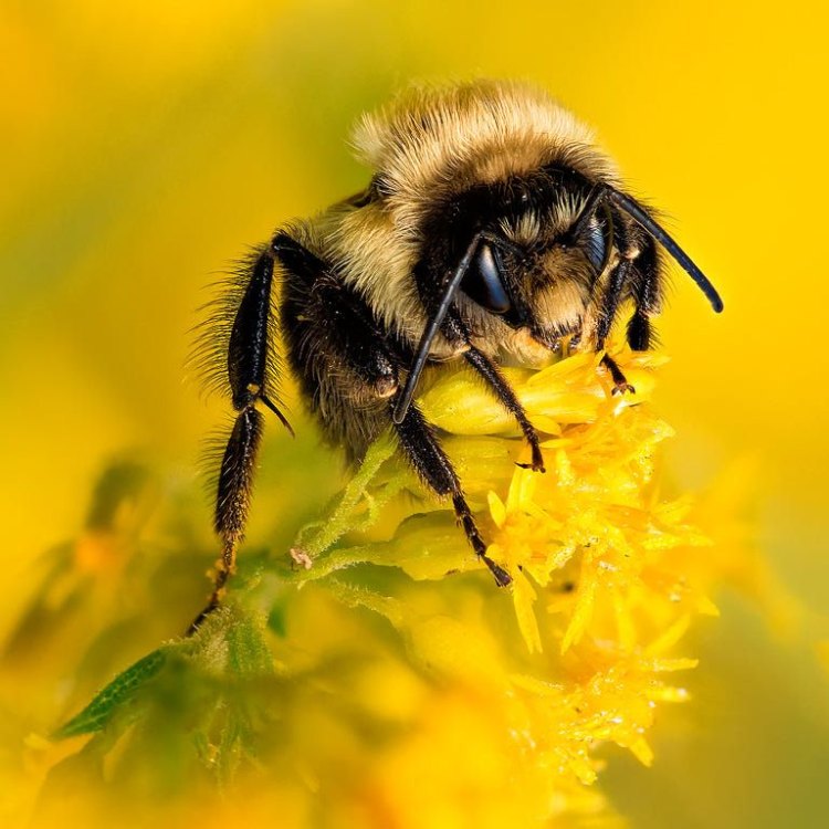 Mengenal Lebih Dekat Bumblebee: Serangga Menggemaskan yang Bermanfaat untuk Lingkungan