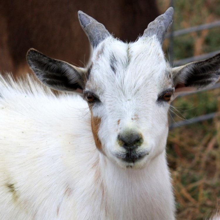 Nigerian Goat: Hewan Ternak yang Menakjubkan dari Nigeria