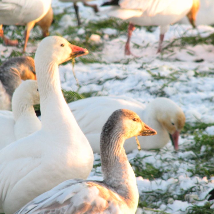 Snow Goose: Hewan Pemakan Tanaman dengan Kecantikan yang Menawan