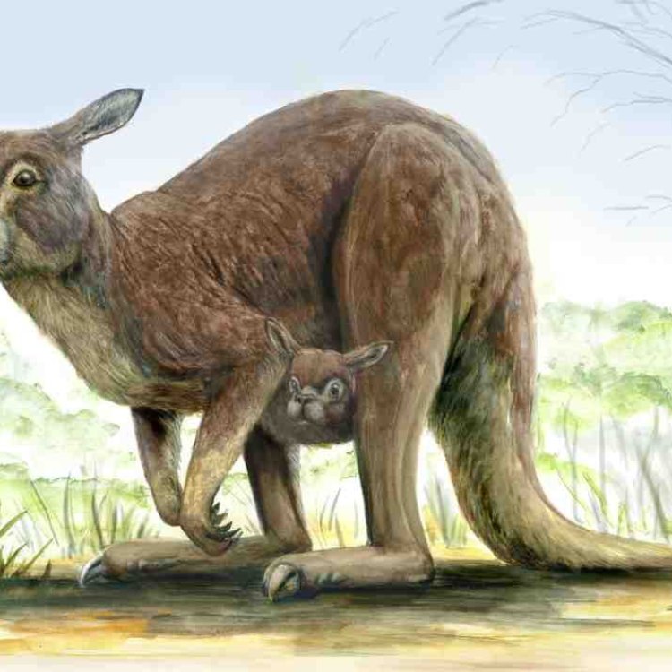 Procoptodon: Marsupial Raksasa dari Australia yang Mengagumkan