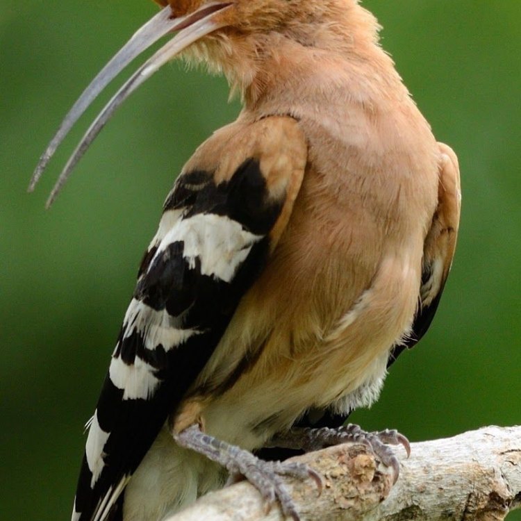 Hoopoe: Burung Eksotis dengan Warna dan Bentuk yang Menarik