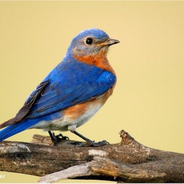 EASTERN BLUEBIRD: BURUNG PENYADAP INSEKTIVORUS DAN RUMPUTANG
