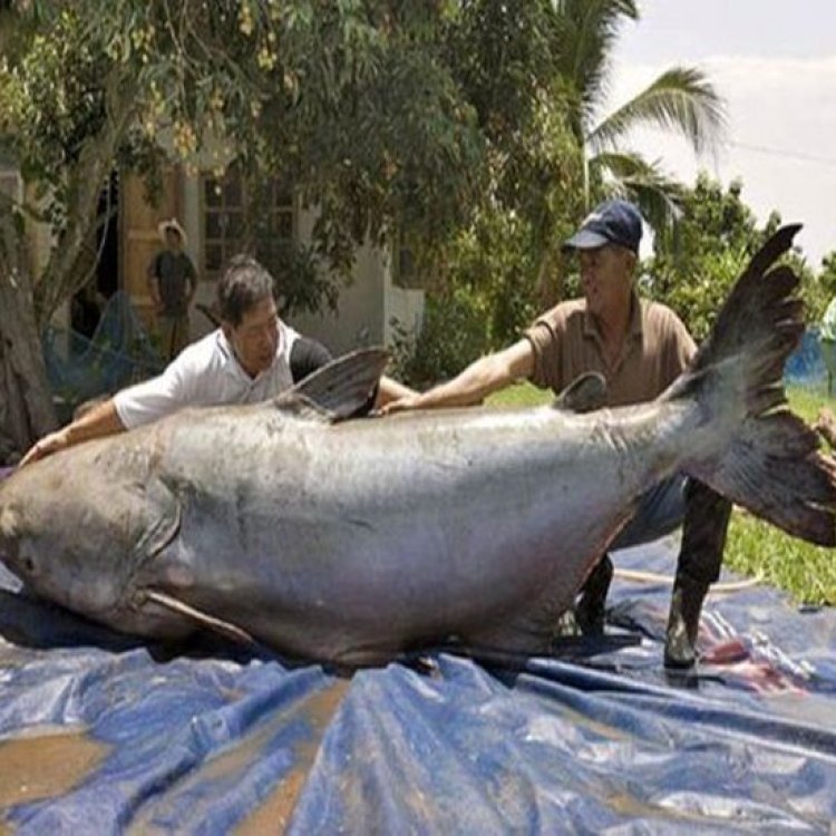 Mekong Giant Catfish: Ikan Raksasa dari Sungai Mekong