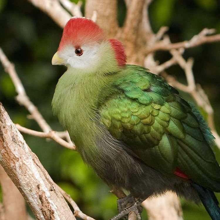 Turaco: Burung yang Memikat Hati dengan Bulu Warnanya yang Menakjubkan