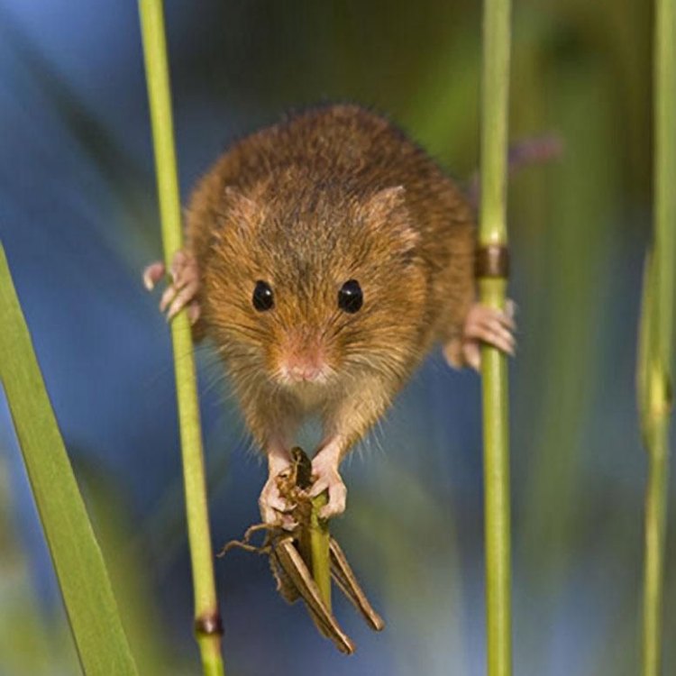 Grasshopper Mouse: Hewan Kecil yang Memiliki Sifat Sebagai Predator Tangguh