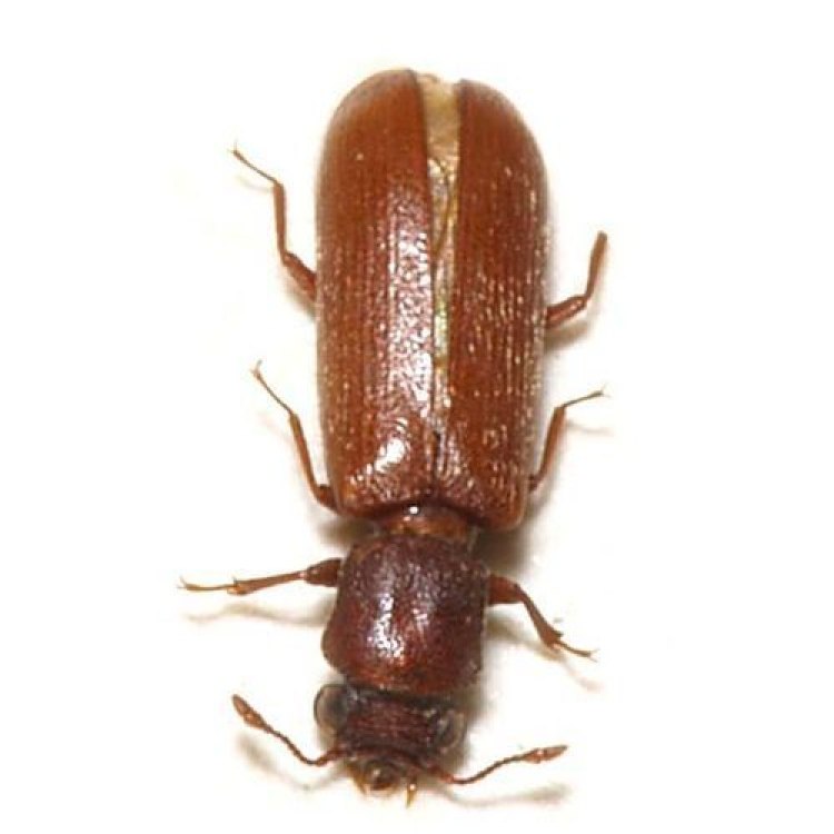 Powderpost Beetle: Hewan Penghancur Kayu yang Mematikan