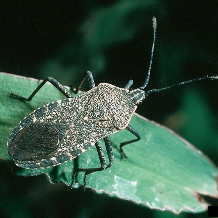 Squash Beetle: Kumbang yang Mengancam Tanaman di Amerika Utara
