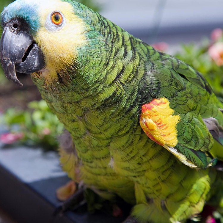 Mengenal Lebih Dekat dengan Amazon Parrot: Hewan Tropis yang Menakjubkan
