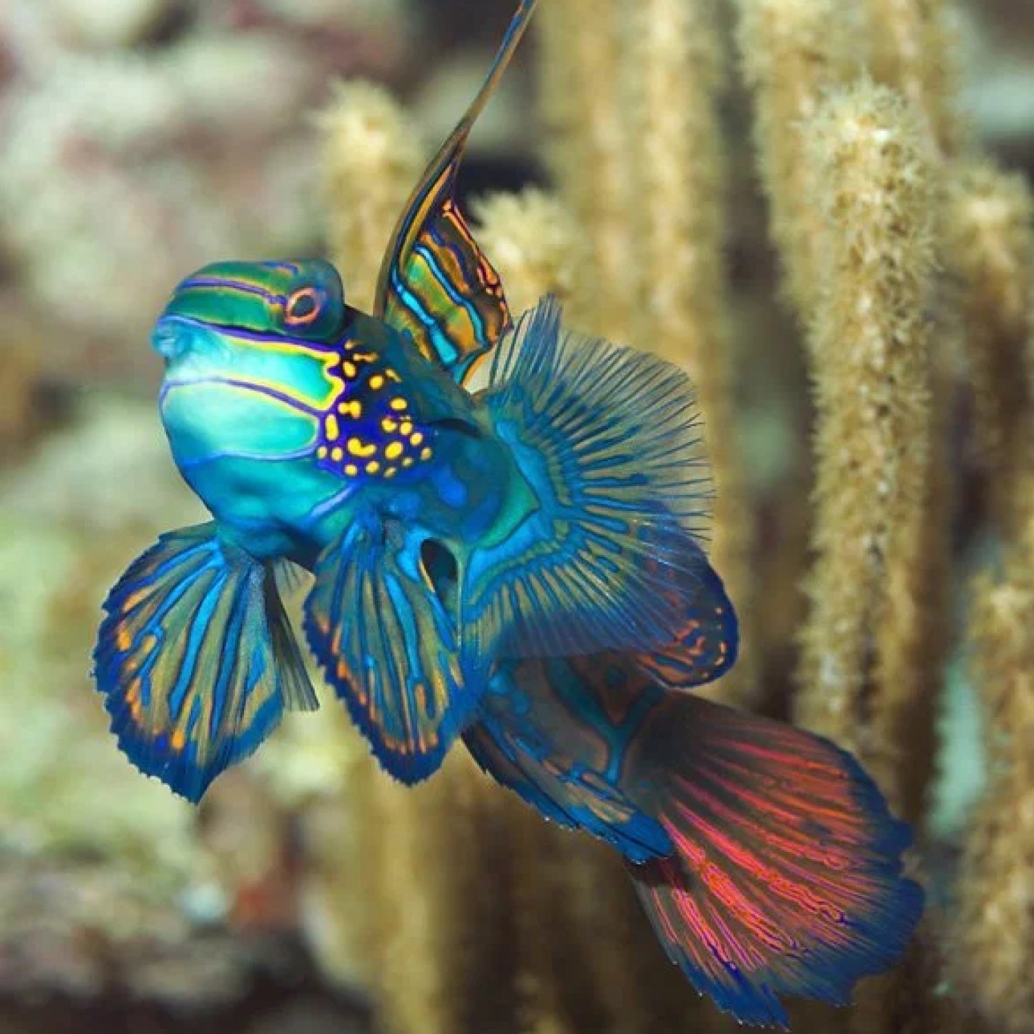 Hewan Menantang di Lautan Dalam: Oilfish, Sang Ruvettus Pretiosus