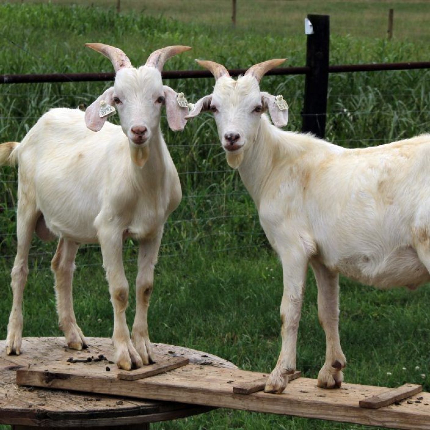 Kiko Goat: Kambing yang Kuat dan Multifungsi